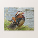 Recherche de canards de mandarine Lac