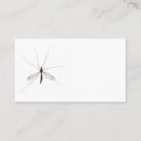 Recherche de moustique cartes visite Insecte