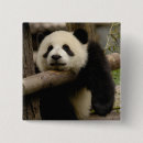 Recherche de comportement badges Animal