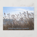 Recherche de roseaux cartes postales Baie