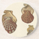 Recherche de coquilles dessous de verres Plage