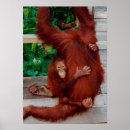 Recherche de orang outan posters Amour