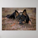 Recherche de animaux mignon posters Berger allemand