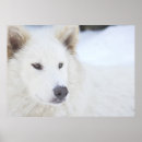 Recherche de de loup blanc posters Neige
