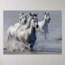 Recherche de camargue posters Nature