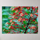 Recherche de buddleia posters Papillon