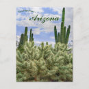 Recherche de cactus de saguaro cartes postales Nature