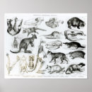 Recherche de wombat posters Kangourou