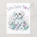 Recherche de maltais cartes postales Race de chien