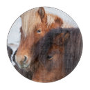 Recherche de cheval islandais dessous de verres Europe