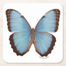 Recherche de photos papillons de dessous de verres Photographie de nature