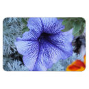 Recherche de pétunias refrigérateur magnets Violet