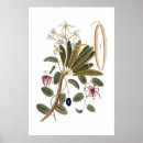 Recherche de orchidée art Blanc