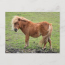 Recherche de poney mignon cartes postales Équestre