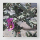 Recherche de cactus horloges Photographie