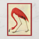 Recherche de naturaliste cartes postales John