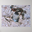 Recherche de cruche posters Vie marine