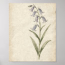 Recherche de jacinthe des bois posters Floral