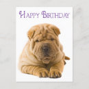 Recherche de shar pei chinois cartes postales Salut d'anniversaire