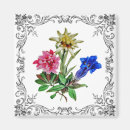 Recherche de fleur alpine magnets Edelweiss