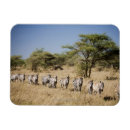 Recherche de tanzanie magnets Faune