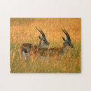 Recherche de gazelle puzzles Image en couleur
