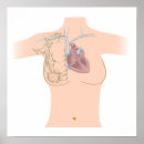 Recherche de système lymphatique posters Anatomie