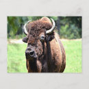 Recherche de buffle cartes postales Wyoming