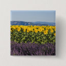 Recherche de tournesol badges Jour