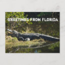 Recherche de alligator sauvage cartes postales Reptile