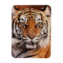 Recherche de sumatra magnets Animal