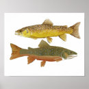 Recherche de truite brune posters Coupe gorge