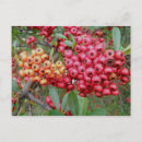Recherche de décembre cartes postales Floral