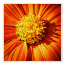 Recherche de macro de fleur art Photographie de la nature