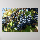 Recherche de raisins posters Récolte