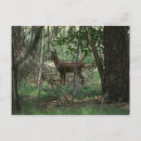 Recherche de bambi cartes postales Faune