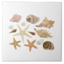 Recherche de escargot carreaux Escargot de mer