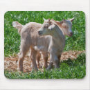 Recherche de nain tapis souris Animal