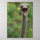 Recherche de autruches posters Zoo
