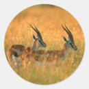 Recherche de cornue autocollants Animal