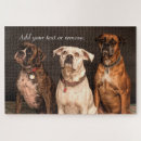 Recherche de boxeur photographie Chiens