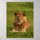 Recherche de yeux lion posters Lions