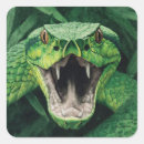 Recherche de vipère autocollants Reptile