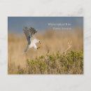 Recherche de cerf volant cartes postales Oiseau