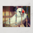 Recherche de oiseau dans une cage cartes postales Liberté