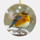 Recherche de oiseaux de merle ornements Oiseau bleu