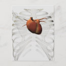 Recherche de sternum Illustrations biomédicales