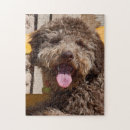 Recherche de lagotto romagnolo Portrait