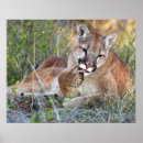 Recherche de animal puma posters Cougar