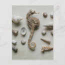 Recherche de hippocampes cartes postales Mer